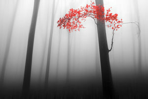 3-piece-acrylic-print-illusion