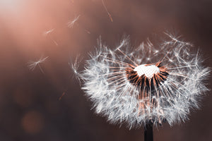 poster-print-dandelion-in-the-evening-light