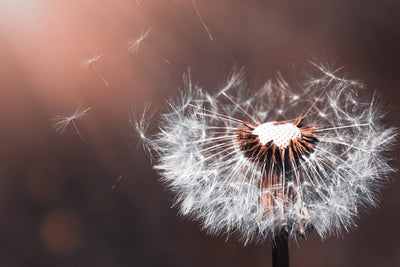 poster-print-dandelion-in-the-evening-light