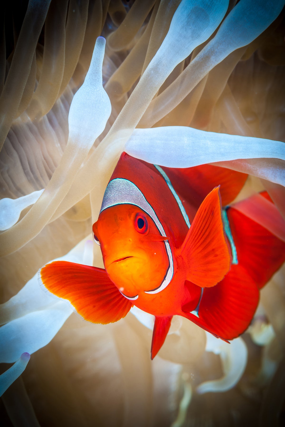 framedcanvas-print-clownfish-defends-his-white-anemone-x