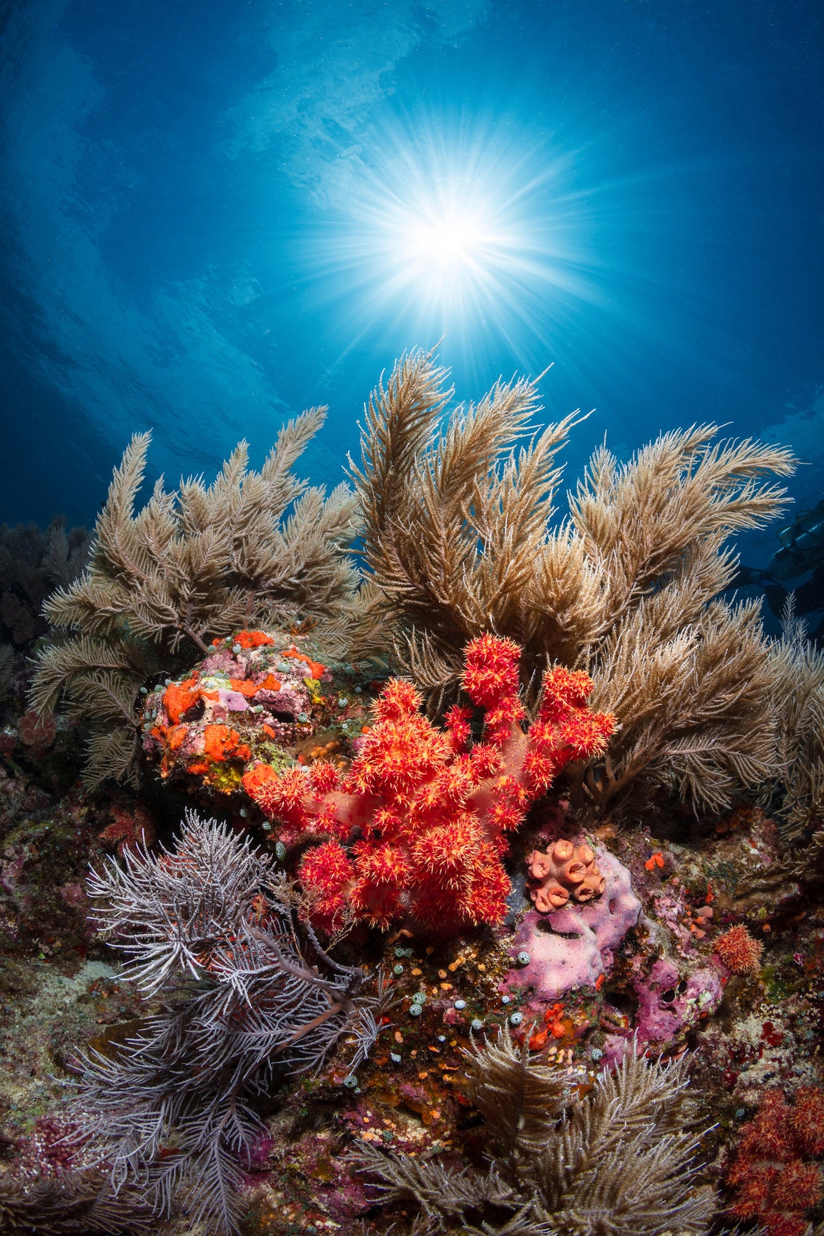 canvas-print-underwater-life
