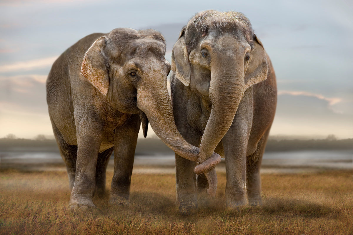 framedposter-print-elephant-003