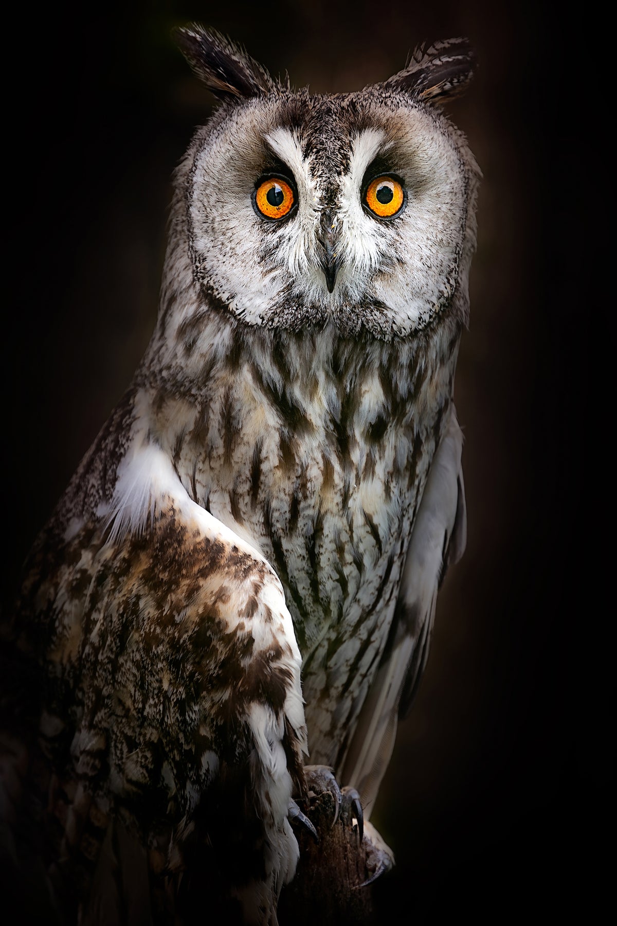 acrylic-print-longeared-owl-portrait-x