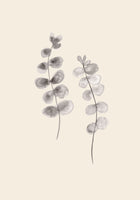 canvas-print-eucalyptus-twigs