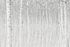 3-piece-canvas-print-trees