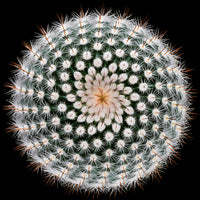 4-piece-aluminium-print-notocactus-scopa