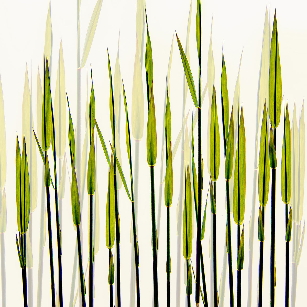 aluminium-print-a-new-beginning