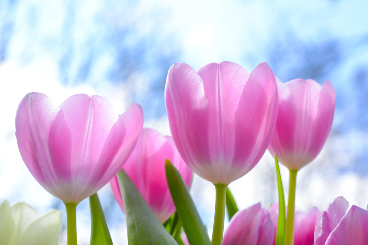 3-piece-canvas-print-tulips-in-nature