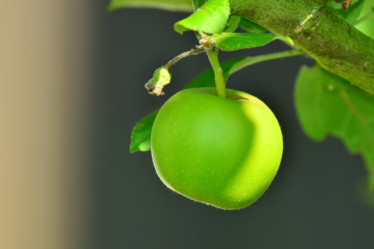 framedcanvas-print-green-apple