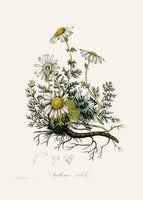 framedcanvas-print-chamomile-anthemis-nobilis-medical-botany