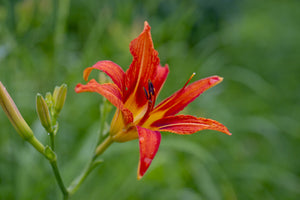 acrylic-print-lily-blossom-in-the-nature