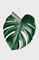 acrylic-print-monstera-natural-23