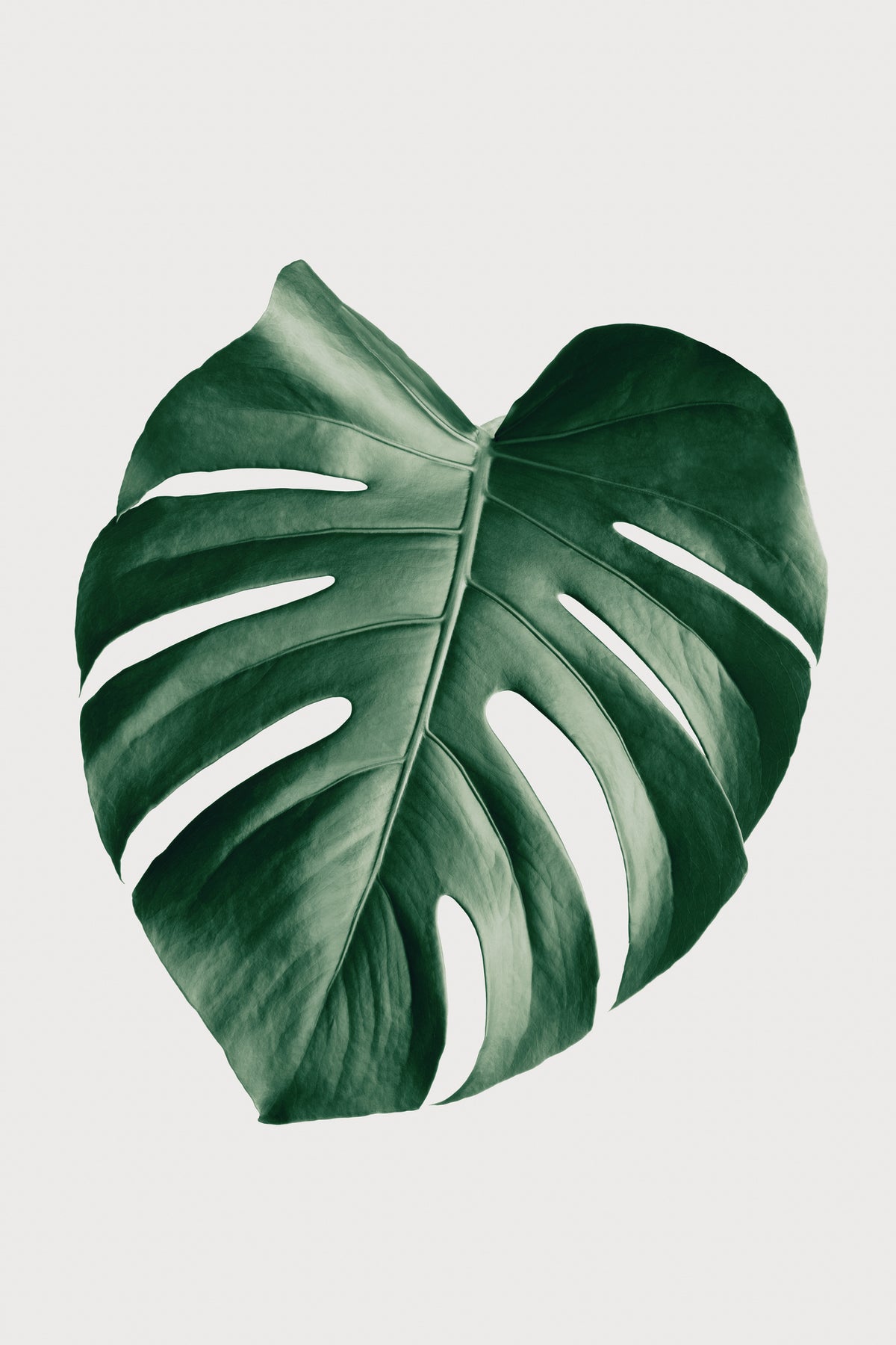 acrylic-print-monstera-natural-23
