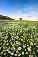 canvas-print-daisyfield-in-sweden-x