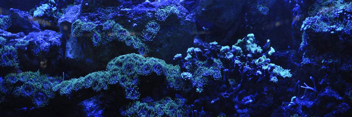 panoramic-3-piece-aluminium-print-coral-reef-in-blue-panorama