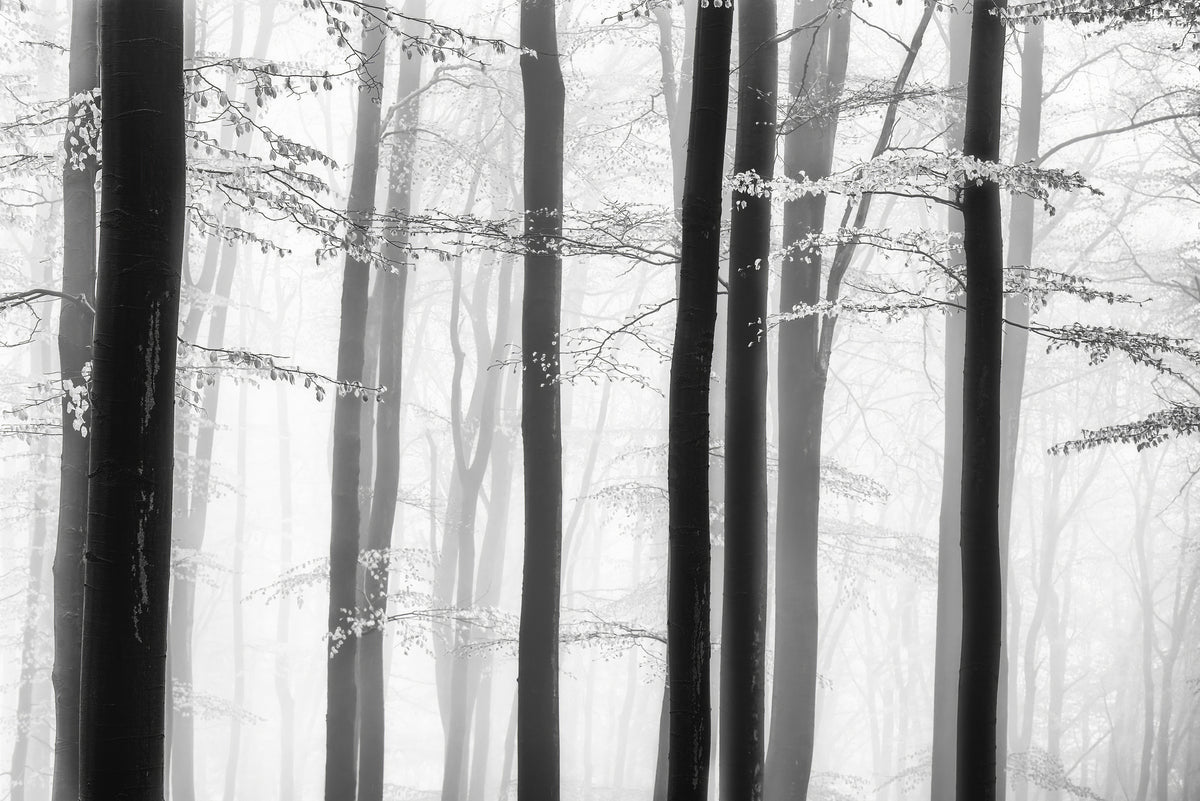 3-piece-acrylic-print-spring-trees