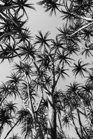 framedcanvas-print-forest-of-stars