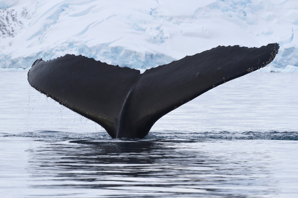 acrylic-print-the-humpback-whale