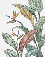 framedposter-print-brids-of-paradise