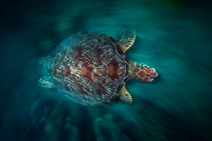 3-piece-acrylic-print-valocity-turtle