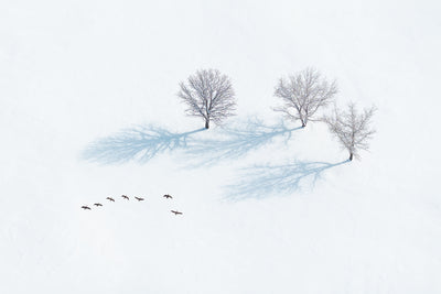 poster-print-trees-and-flying-geese-in-winter