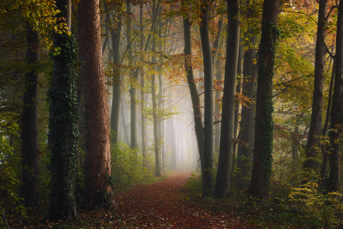 framedposter-print-autumn-colorful-forest-x