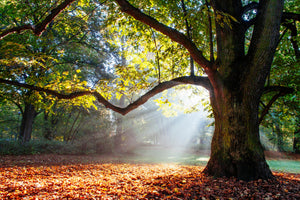 modern-3-piece-canvas-print-mighty-oak-tree