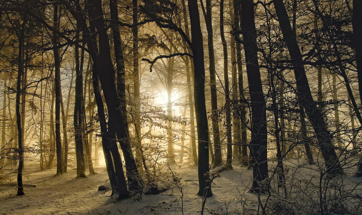 aluminium-print-winter-morning