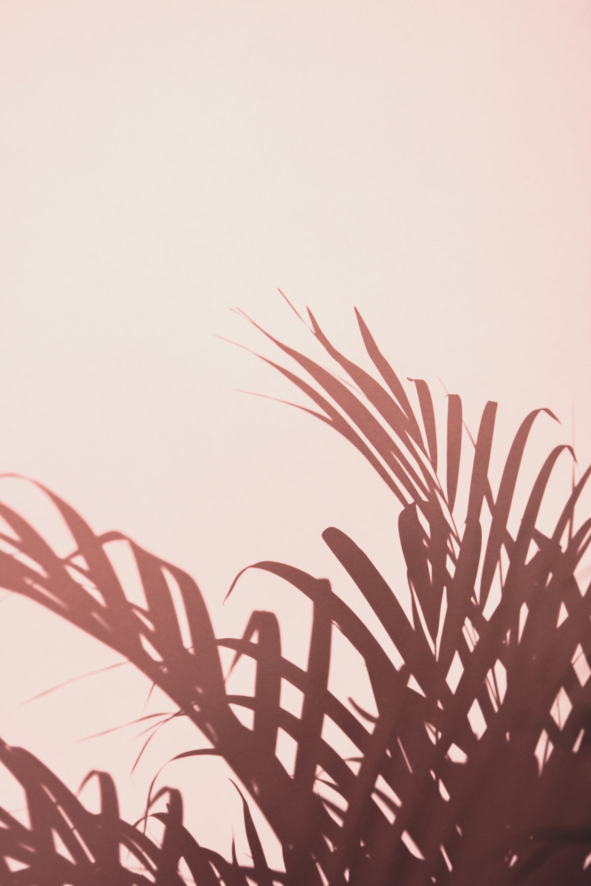 acrylic-print-palm-leaves-2