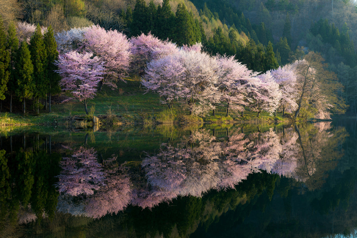 framedposter-print-sakura-x