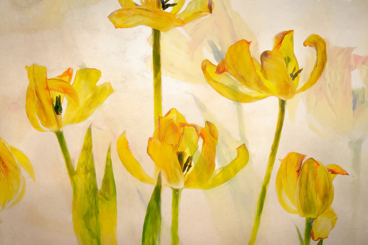 framedposter-print-flowering-tulips