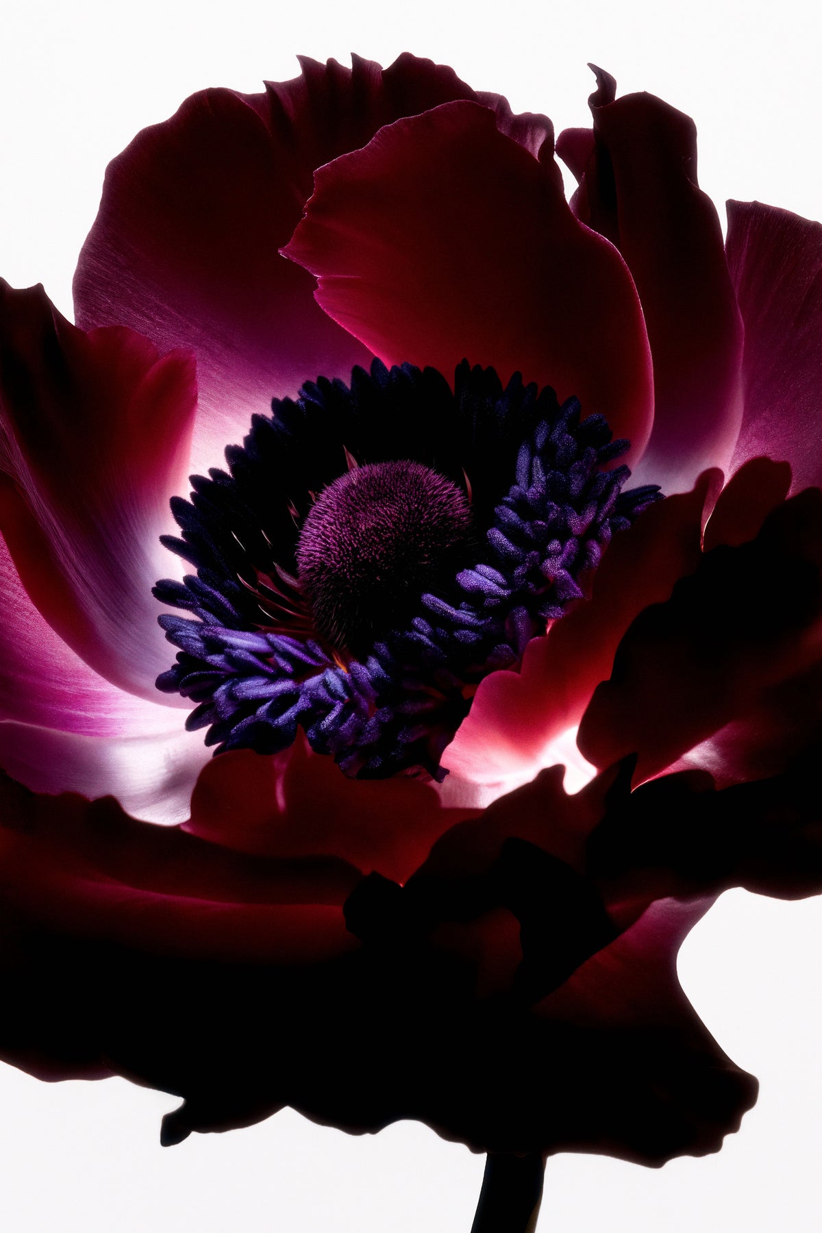 framedposter-print-lightfall-florals-garnet-bloom
