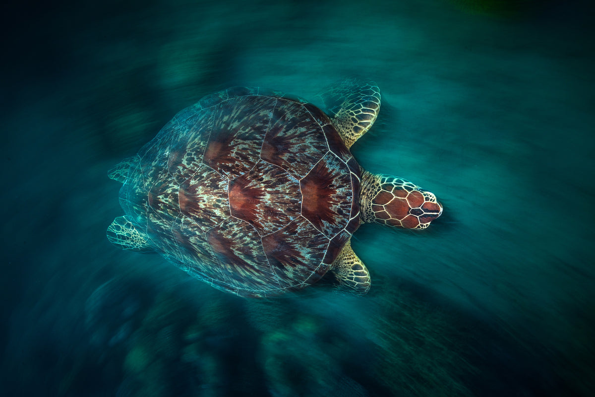 framedposter-print-valocity-turtle