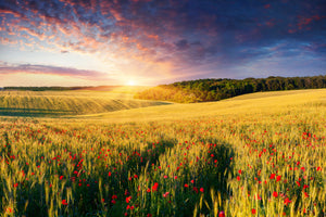modern-3-piece-canvas-print-a-flower-field-at-sunrise