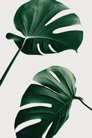 framedposter-print-monstera-natural-46