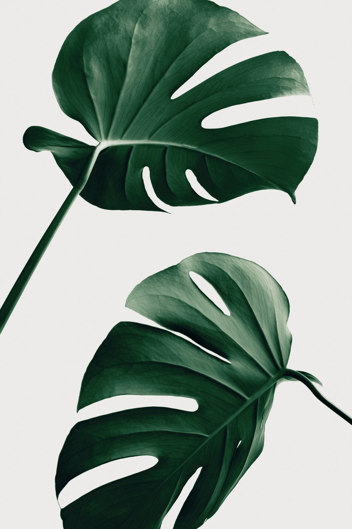 framedposter-print-monstera-natural-46