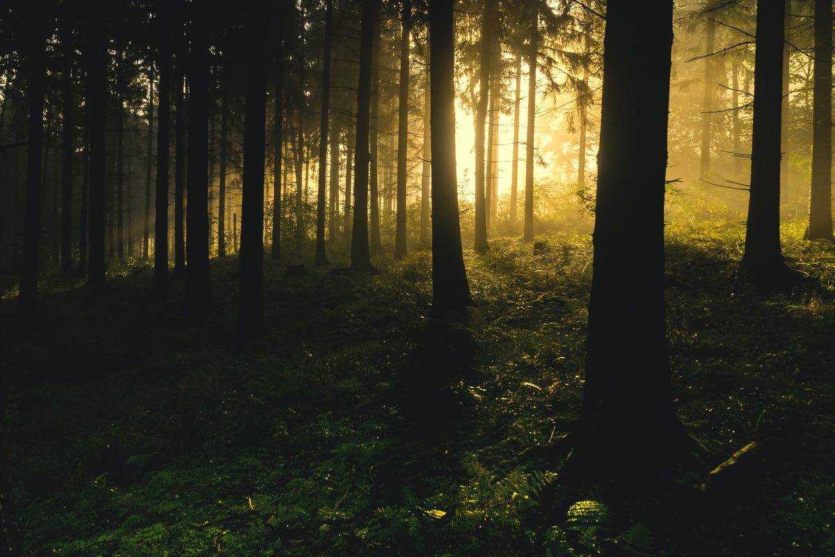 framedcanvas-print-sunset-in-the-forest
