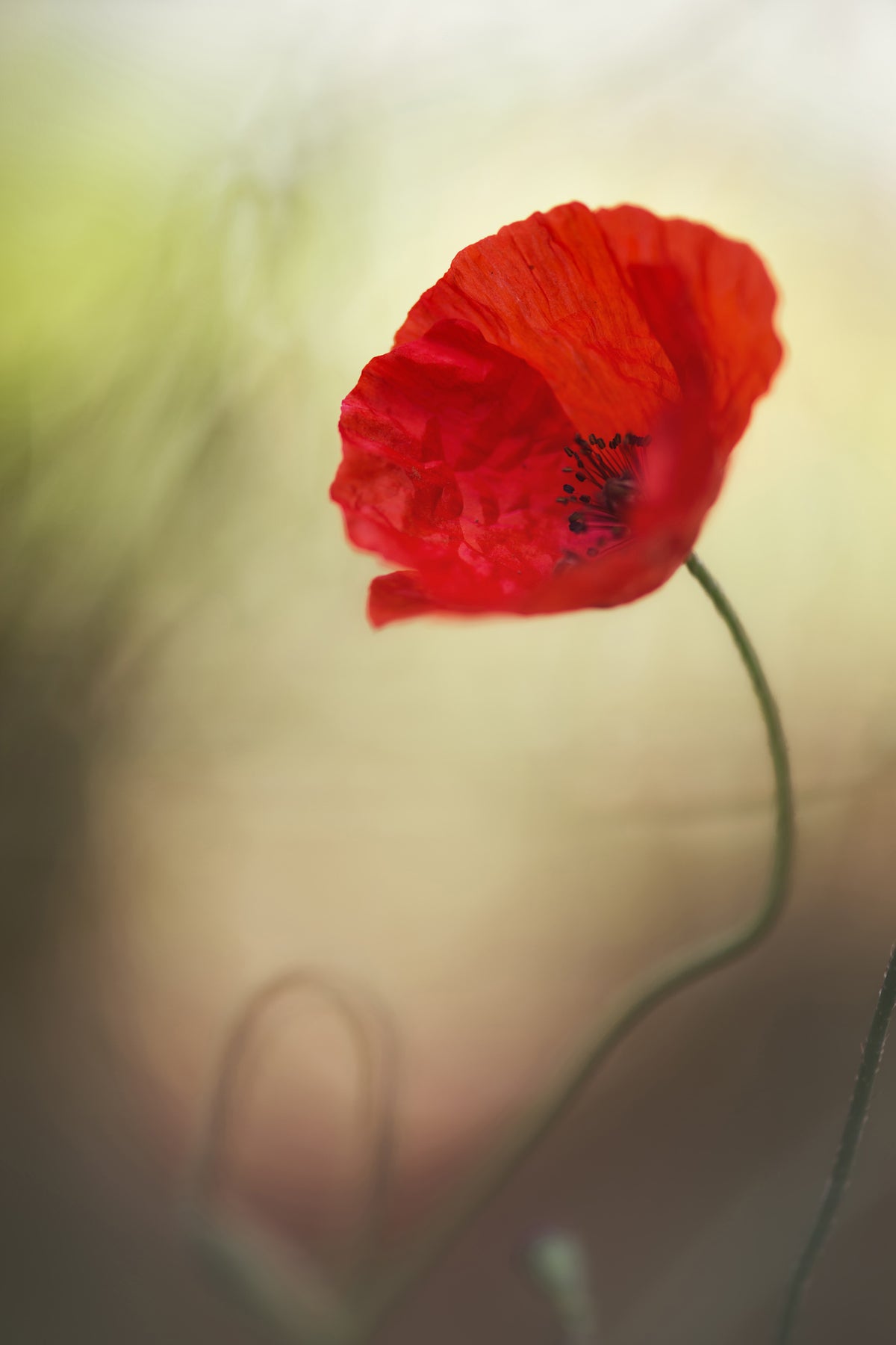 framedcanvas-print-untitled-xx