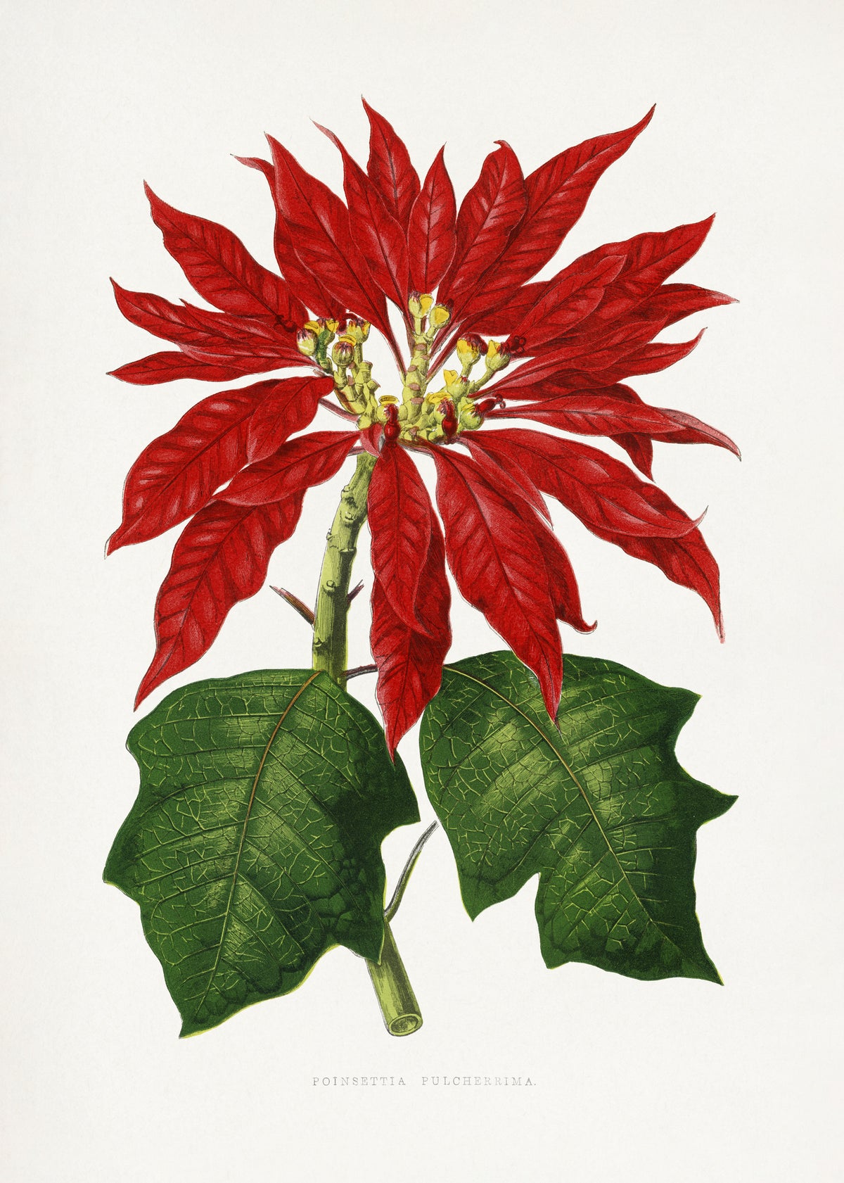 poster-print-red-flowers-in-a-classic-style