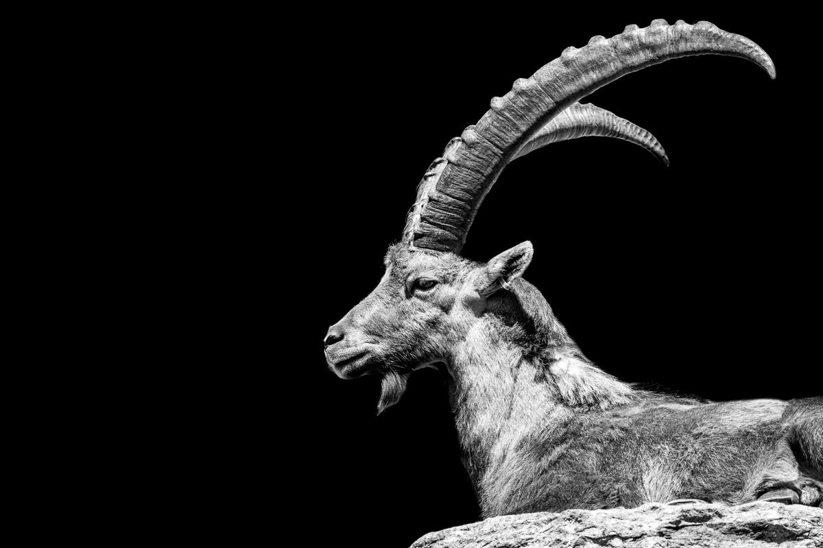 3-piece-canvas-print-capricorn