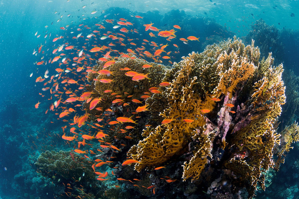 framedposter-print-reefscape-x