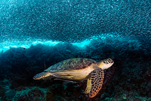 aluminium-print-turtle-and-sardines-x