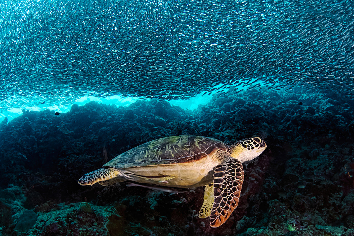 aluminium-print-turtle-and-sardines-x