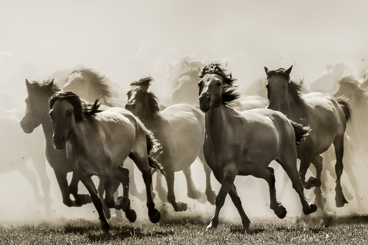poster-print-horse