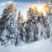 aluminium-print-fir-in-snow