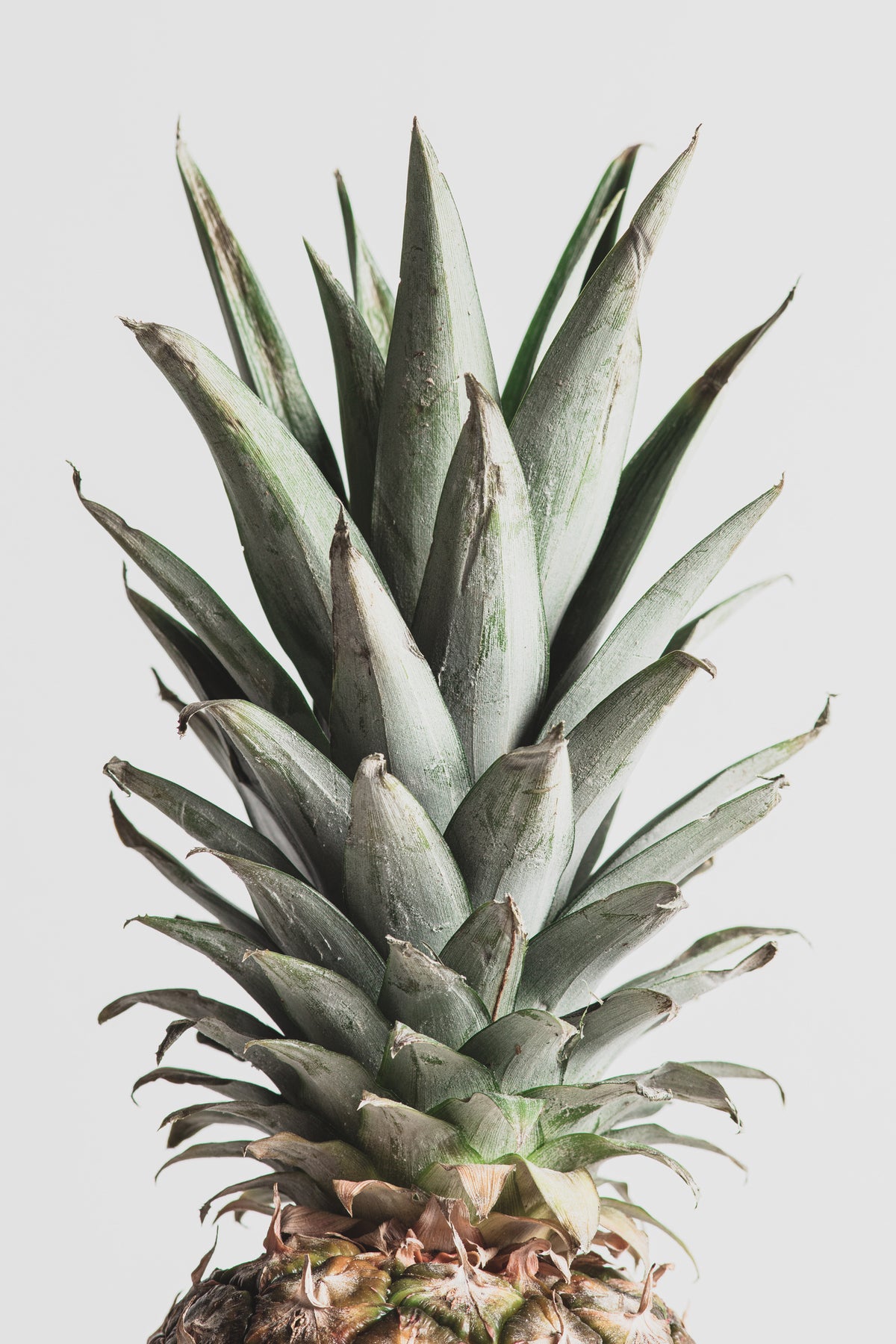 framedcanvas-print-pineapple-natural-02