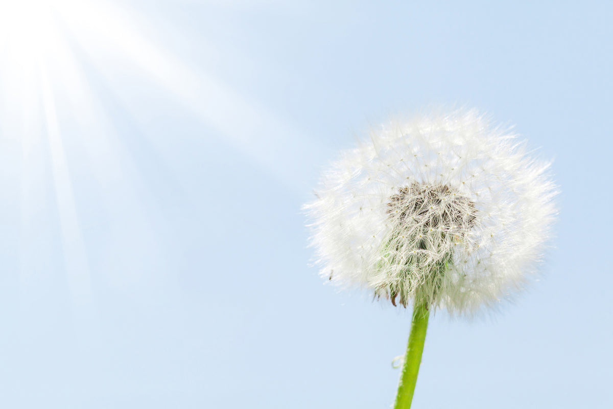 modern-3-piece-acrylic-print-dandelion-in-sunbeam