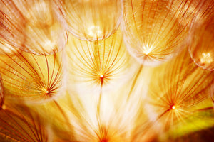 3-piece-canvas-print-close-up-dandelion-in-light