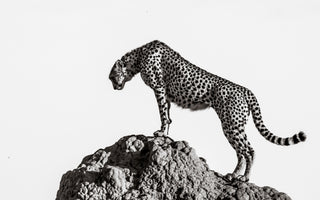 poster-print-the-hunter
