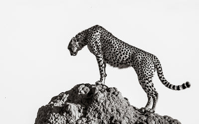 poster-print-the-hunter